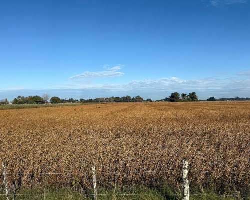 105 Has. Campo Agrícola en San Andres de Giles