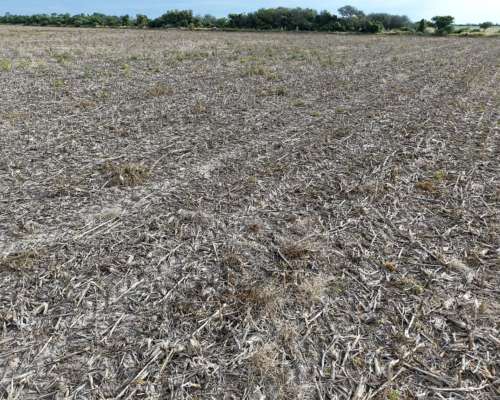 69 HA. Agricola. Villa Trinidad (santa FE)