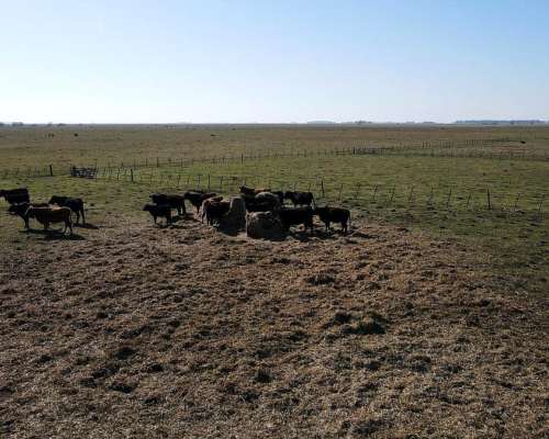 Ramos Otero, Balcarce, Buenos Aires - 148 Ha
