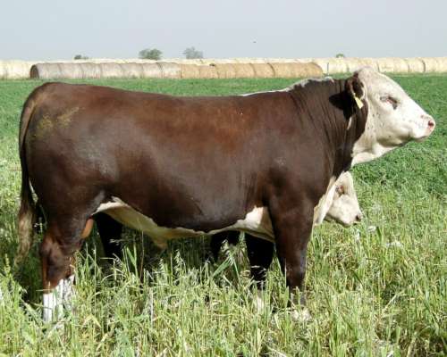 Toro Hereford Puro de Pedrigue