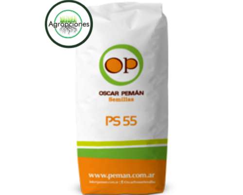 Semilla de Sorgo Granifero P55 - Peman Semillas
