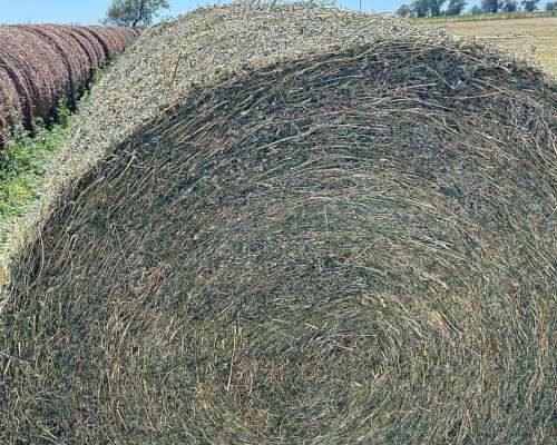 Vendo Rollos de Alfalfa