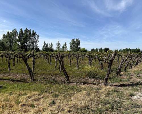 Finca 14 Ha el Pastal Mendoza. VID y Ciruelos