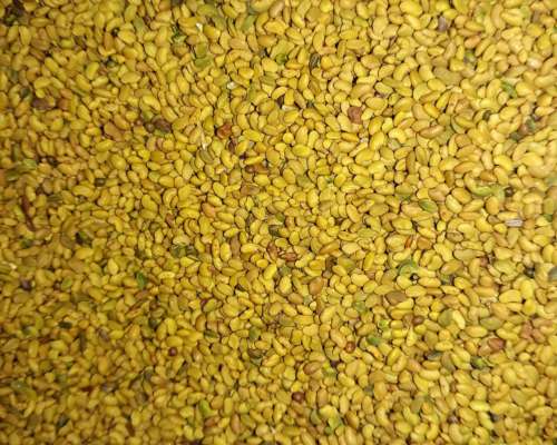 Vendo Semilla Alfalfa Monarca G6