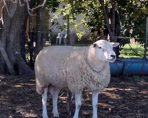 Carneros y Borregos Texel