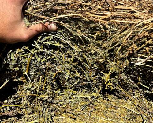 Rollos de Alfalfa Cutteados