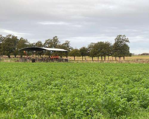 Venta 250 Has 100% Agrícola, Balcarce.