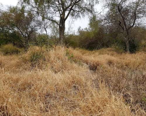 Nueva Esperanza, Pellegrini, Santiago del Estero - 700 Ha