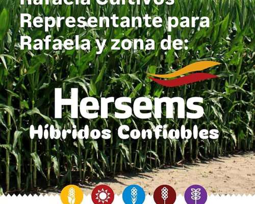 Maíz Hersems Hs 683 Btrr