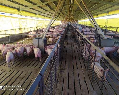 Vendo Granja para Cria de Cerdos