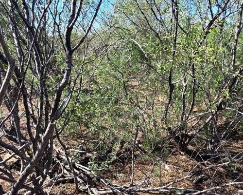 Vendo 15000 Ha en Monte Coman Mendoza