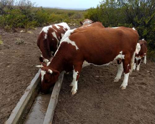 Venta Campo Chubut - Rio Negro 20.000 Hectáreas 🐄🐑