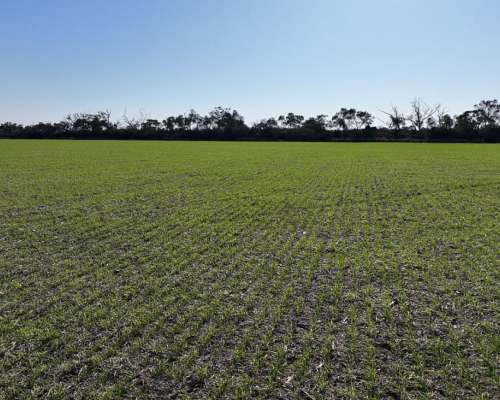 Averías, Taboada, Santiago del Estero - 1.625 Ha