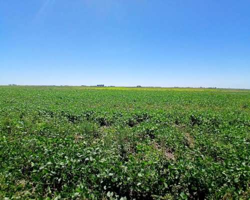 Campo Mixto - Bolivar