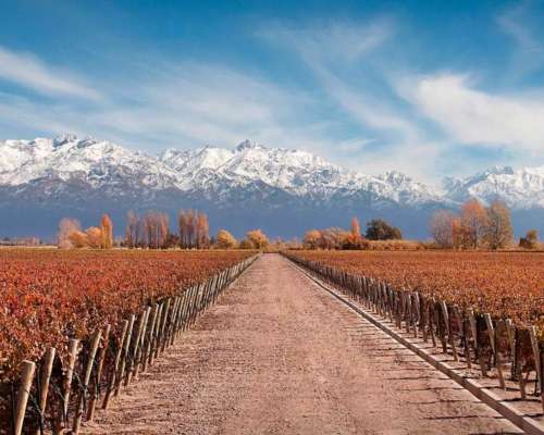 Viñedo Premium en Mendoza
