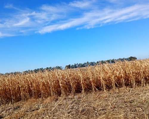 Campo Mixto 70% Agricola 29% Ganadero