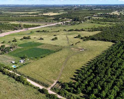 Campo con Nogales de Nueces Pecan
