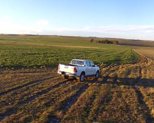 Campo Mixto 680 Has – Coronel Dorrego – Buenos Aires