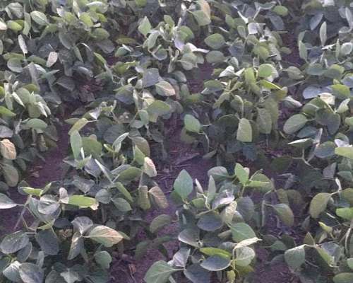Venta Campo San Pedro Oportunidad 47 Hectáreas Agrícolas