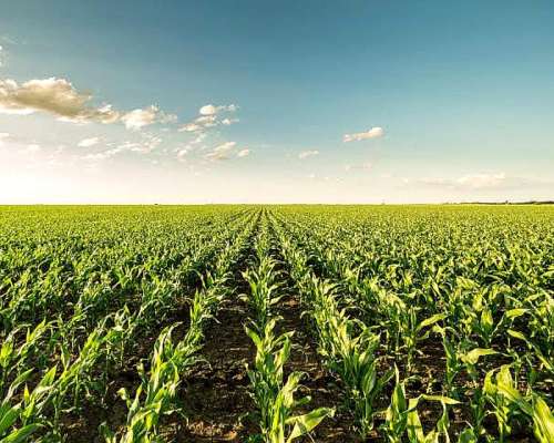 Vendo 94 Has en Bustinza