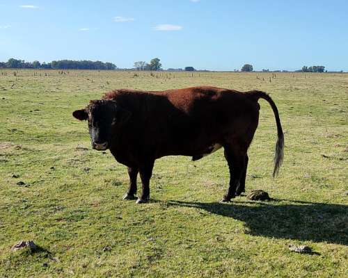 Vendo Toro Angus Colorado de Dos Años y Medio