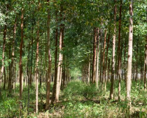 520 Hectareas en Corrientes
