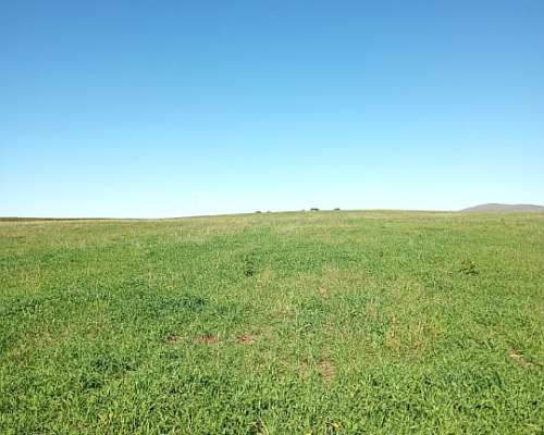 Vendo 70 Has Agrícolas Cnel Pringles