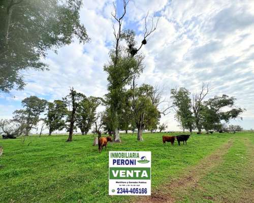 Campo Gandero Cria 765 Has. en Centro de Pcia. de BS AS.