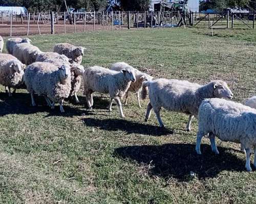 Ovejas Desparasitadas y con Clostridial Aplicada.