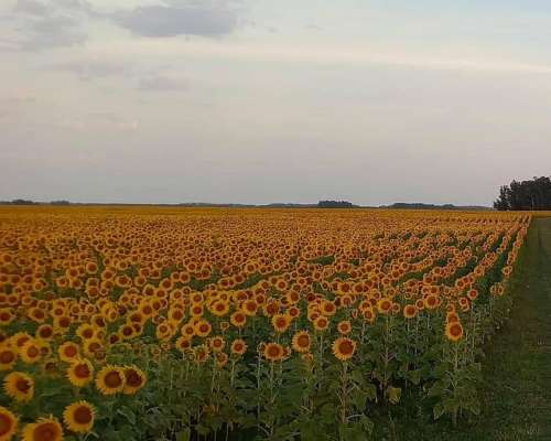 133 Has Campo Mixto Agrícola Ganadero en Lobería