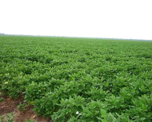 Campo Agrícola en Siembra Directa Excelente Zona de Chaco