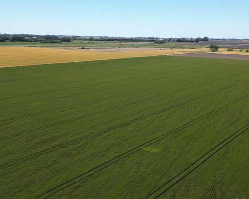 Campo en Venta. 63ha Pergamino