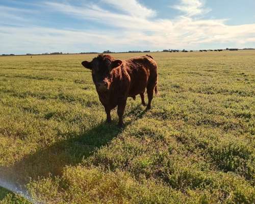 Toro Apto para Vaquillonas Limangus