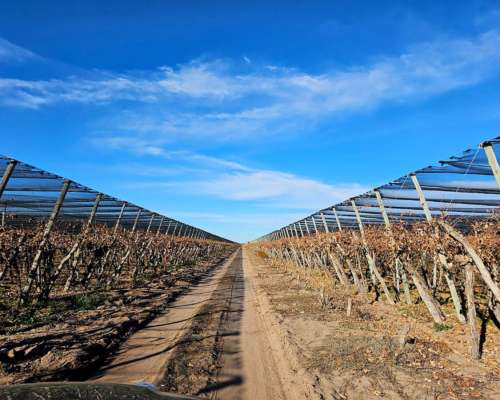 La Mejor Finca de Montecaseros - San Martin - Mendoza