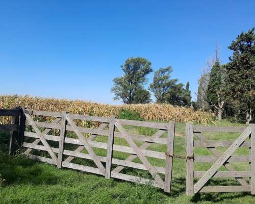 Vdo 300 Has Agrícola Mixto Alquilado Cerca Ruta 65 del Valle