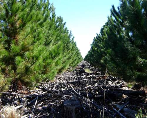 Concepción, Corrientes - 2.793 Ha