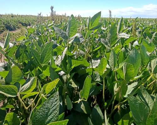 30 Has Agrícolas A° Dulce