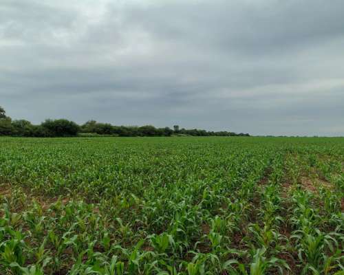 Excelente Campo Agrícola en Santiago del Estero