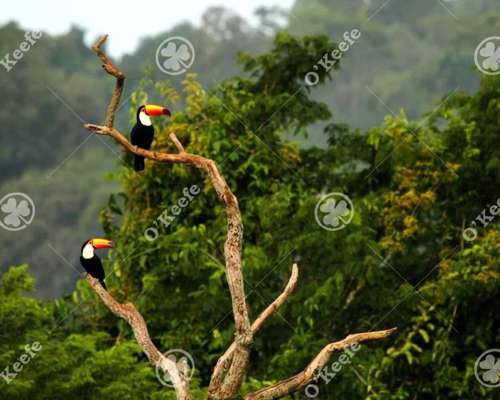 Campo en Venta 84.000 Has Bosque Nativo Misiones