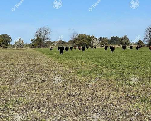 Campo en Venta de 450 Has en Magdalena. Mixto