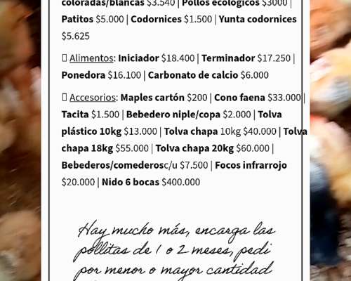 Gallinas Ponedoras ISA Brown