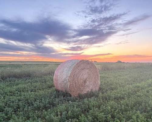 Vendo Rollos de Alfalfa