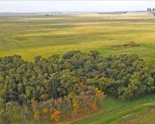 Campo Venta Olavarria 878 Ha Ganaderas