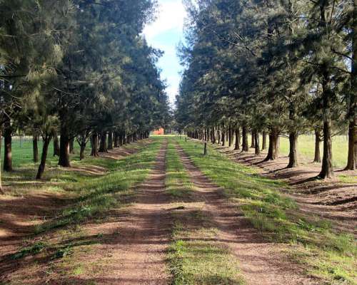 48 Has en Punta Indio, BS. AS. - Agrícola/haras - Venta