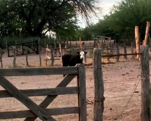 Se Venden 2 Campos de 2500 Has C/U Pegados.la Pampa