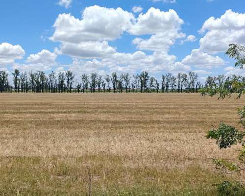 42 Has de Campo Mixto para Cultivar el 95 %- Oportunidad