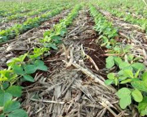 Venta 250 Has 100% Agrícola, Balcarce.