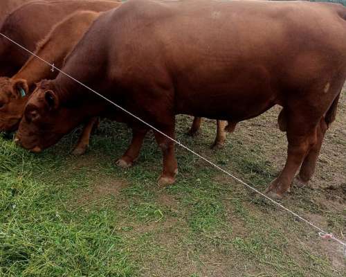 Toros Angus Mansos Disponibles