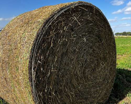 Rollos de Alfa. Villa Maria/ausonia