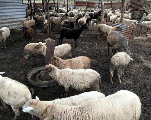 Vendo Majada de Ovinos